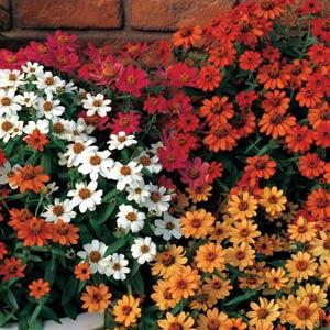 Zinnia Seeds Zinnia Profusion Mix