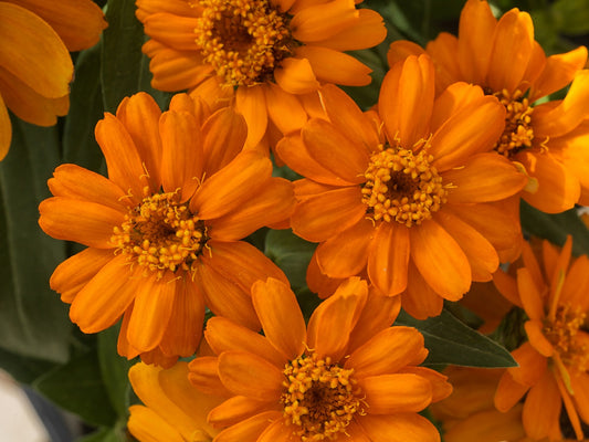 Zinnia Seeds Zinnia Profusion Orange