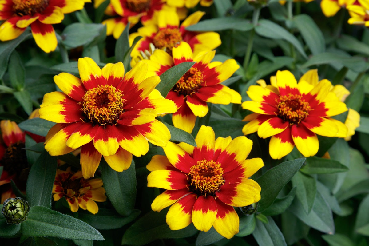 Zinnia Seeds Zinnia Profusion Red Yellow Bicolor