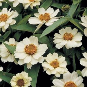 Zinnia Seeds Zinnia Profusion White