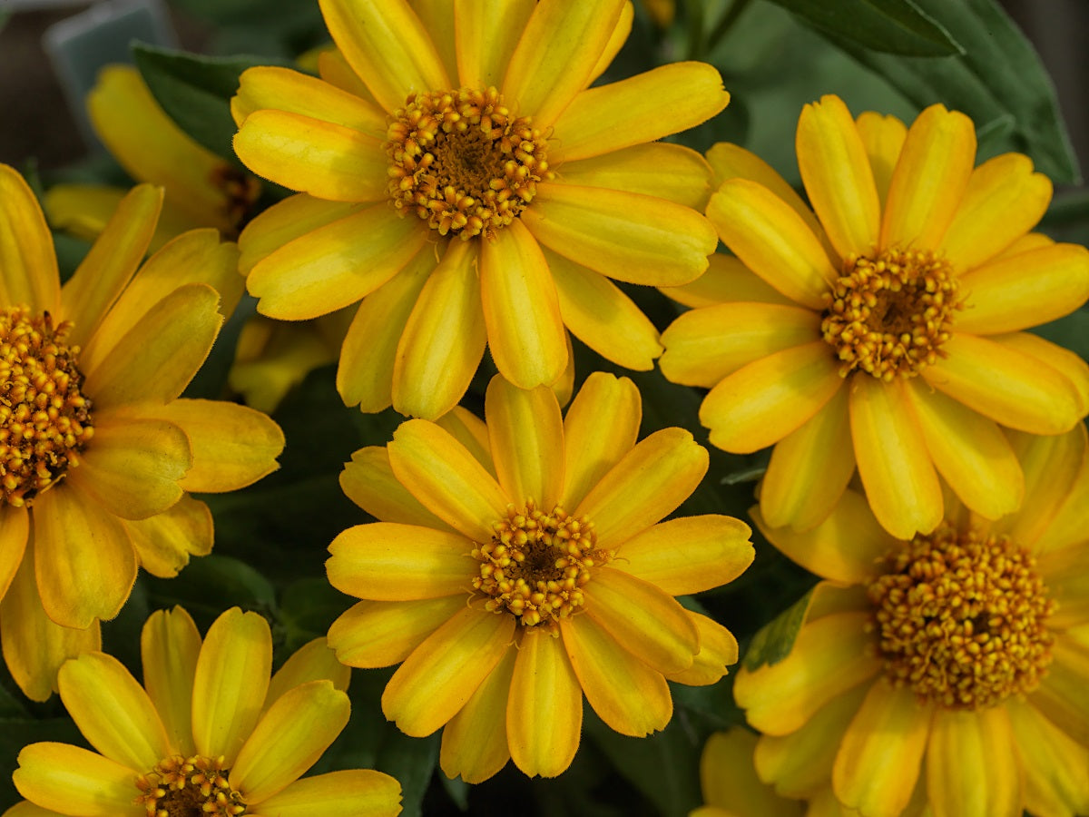 Zinnia Seeds Zinnia Profusion Yellow