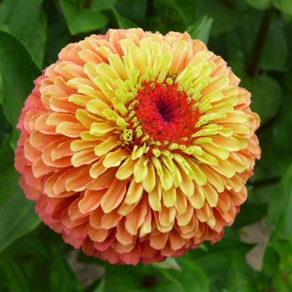 Zinnia Seeds Zinnia Queen Lime Orange Cut Flower