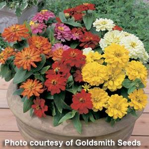 Zinnia Seeds Zinnia Short Stuff Mix Flower Seeds