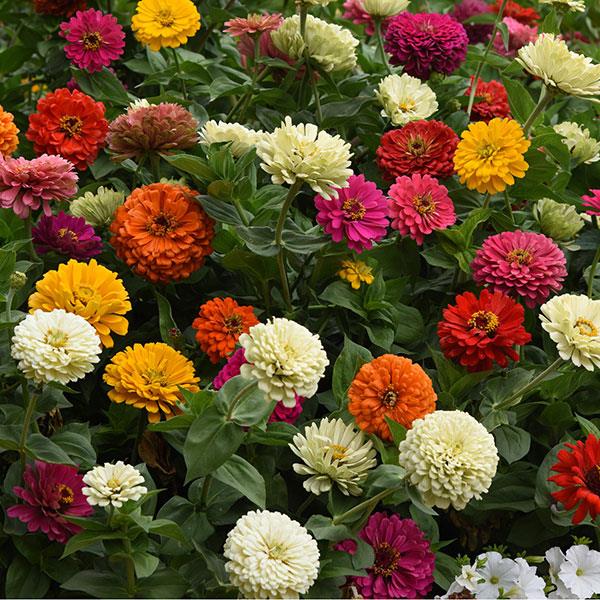 1,000 Zinnia Seeds Zinnia State Fair Mix Cut Flower