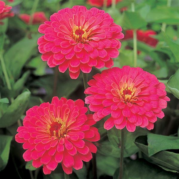 Zinnia Seeds Zinnia Sun Cherry Flower Seeds