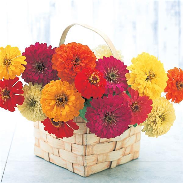 Zinnia Seeds Zinnia Sun Formula Mix Flower Seeds