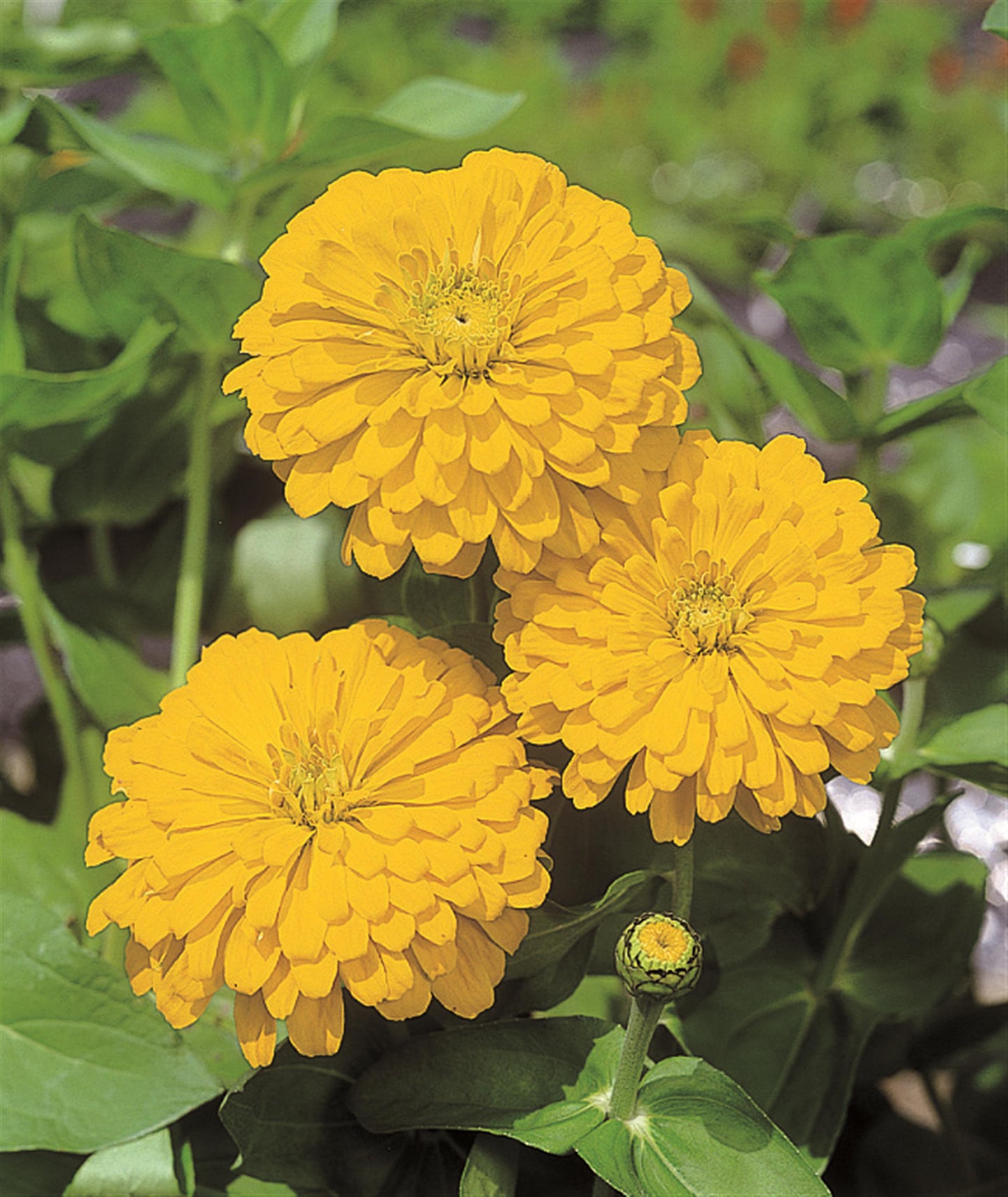 Zinnia Seeds Zinnia Sun Gold Flower Seeds