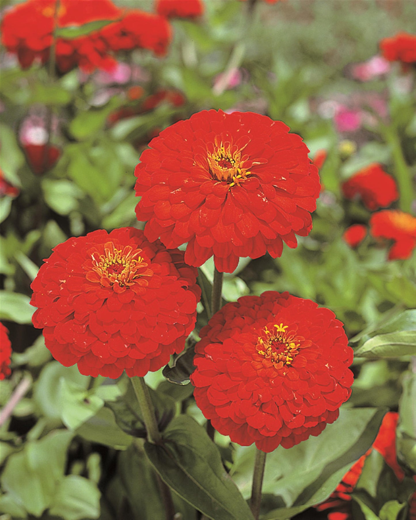 Zinnia Seeds Zinnia Sun Red Flower Seeds