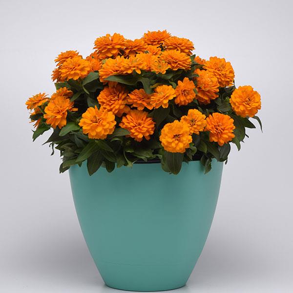 Zinnia Seeds Zahara™ Double Bright Orange Flower Seeds