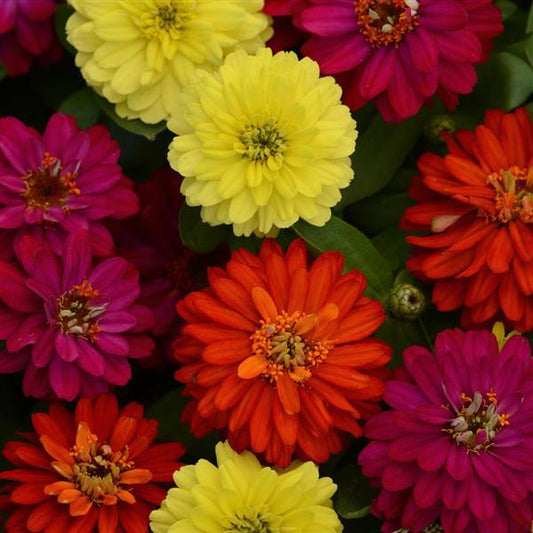 Zinnia Seeds Zahara™ Double Brilliant Mix Flower Seeds