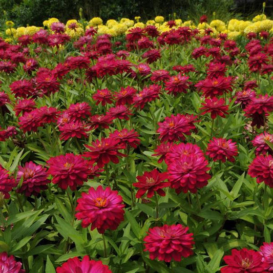 Zinnia Seeds Zahara™ Double Cherry Flower Seeds