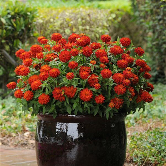 Zinnia Seeds Zahara™ Double Fire Flower Seeds