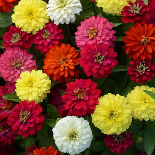 Zinnia Seeds Zahara™ Double Mix Flower Seeds