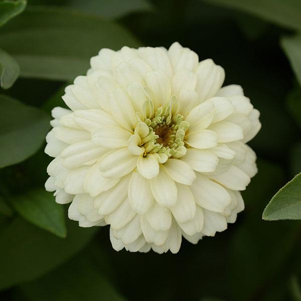 Zinnia Seeds Zahara™ Double White Flower Seeds