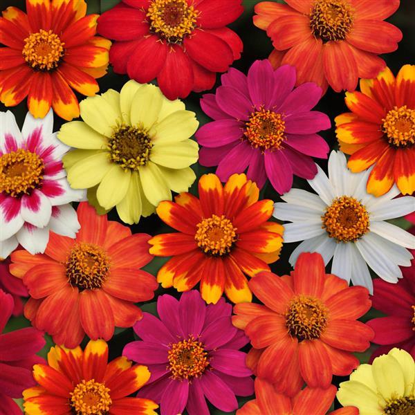 Zinnia Seeds Zahara™ Mix Flower Seeds