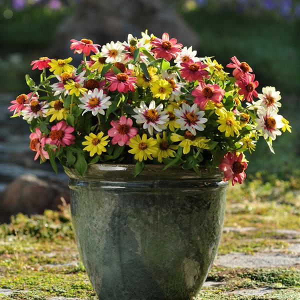 Zinnia Seeds Zahara™ Raspberry Lemonade Mix Flower Seeds