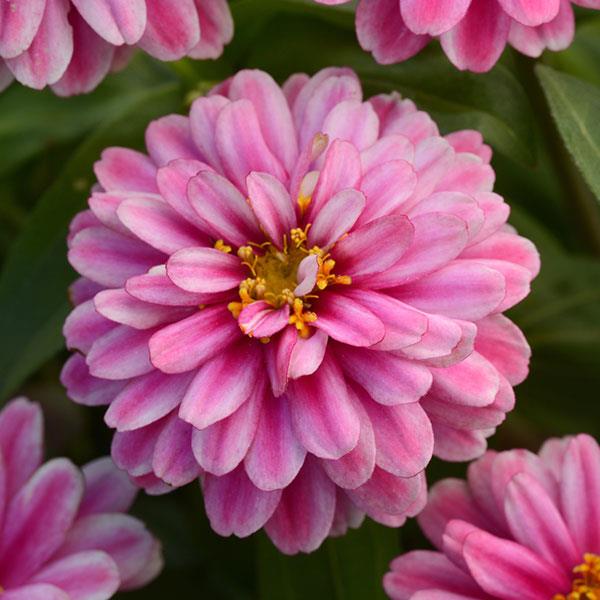 Zinnia Seeds Zahara™ Double Raspberry Ripple Flower Seeds