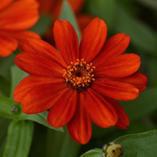 Zinnia Seeds Zahara™ Red Flower Seeds