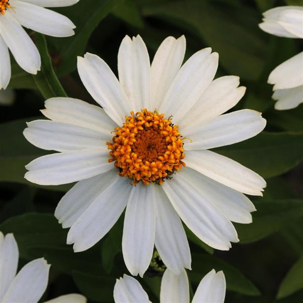 Zinnia Seeds Zahara™ White Flower Seeds