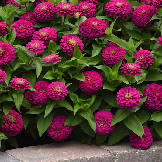 Zinnia Seeds Zinnia Zesty™ Fuchsia Flower Seeds