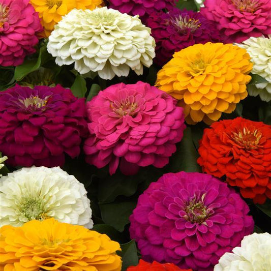 Zinnia Seeds Zinnia Zesty™ Mix Flower Seeds