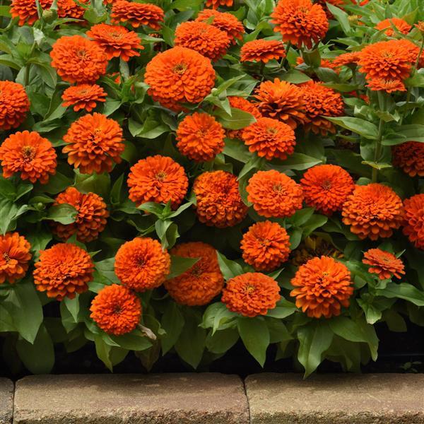 Zinnia Seeds Zinnia Zesty™ Orange Flower Seeds