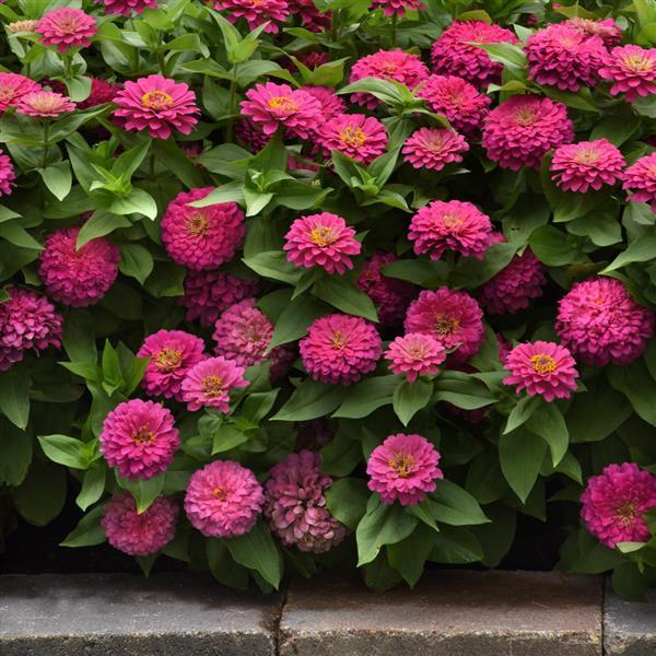 Zinnia Seeds Zinnia Zesty™ Pink Flower Seeds