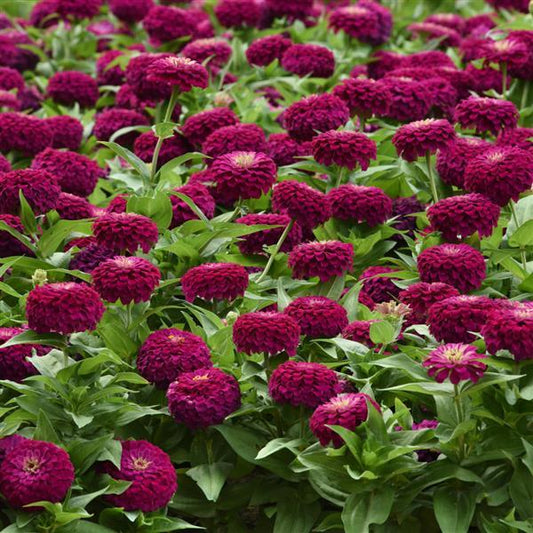 Zinnia Seeds Zinnia Zesty™ Purple Flower Seeds