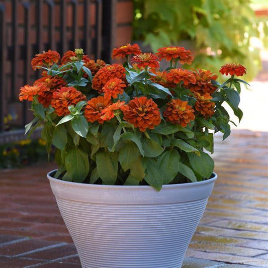 Zinnia Seeds Zinnia Zesty™ Scarlet Flower Seeds