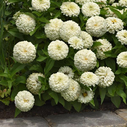 Zinnia Seeds Zinnia Zesty™ White Flower Seeds