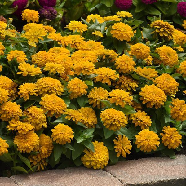 Zinnia Seeds Zinnia Zesty™ Yellow Flower Seeds