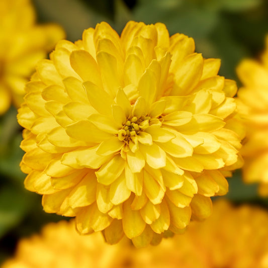 Zinnia Seeds Zinnia Zydeco Deep Yellow Flower Seeds