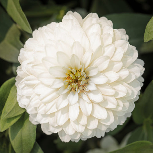 Zinnia Seeds Zinnia Zydeco White Flower Seeds